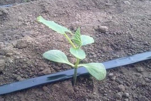 節(jié)水種植技術(shù)的管道，滴灌管道是什么原理?